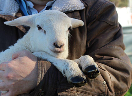 Glenowra White Sheep_Lamb in arms