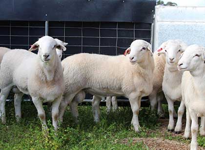 Glenowra Australian White Sheep Stud Breed