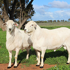 Glenowra Australian White Sheep Stud
