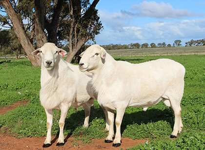 Glenowra White Sheep_Rams in paddock