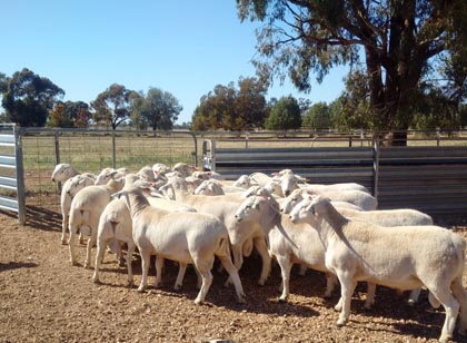 Glenowra Australian White Sheep Stud