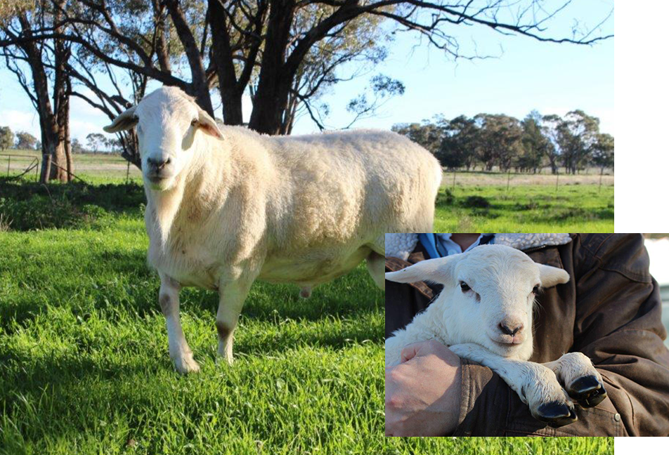 Glenowra-White-Sheep_Ram-in-paddock