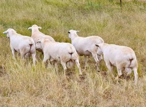 Glenowra Australian White Sheep _Red Hill