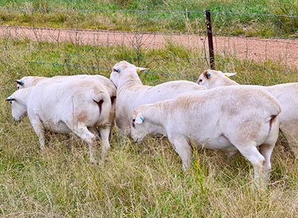 Red Hill Rams _ Glenowra Sheep Stud