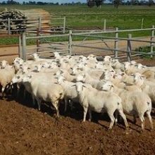 Glenowra_Tattykeel Australian White Sheep Red Tag Ewes