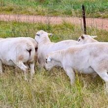 Red Hill Rams _ Glenowra Sheep Stud